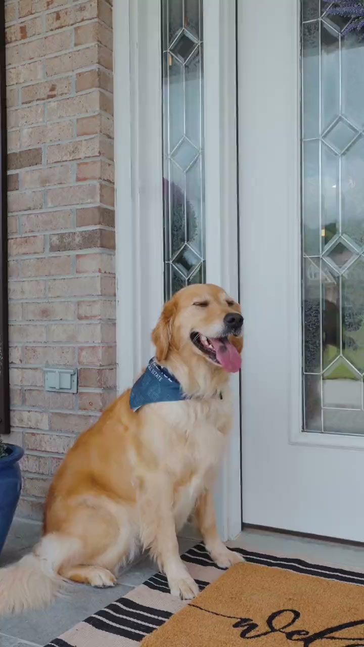 Pool-home tour, retriever-led — Mindy Newman, Wallace Real Estate